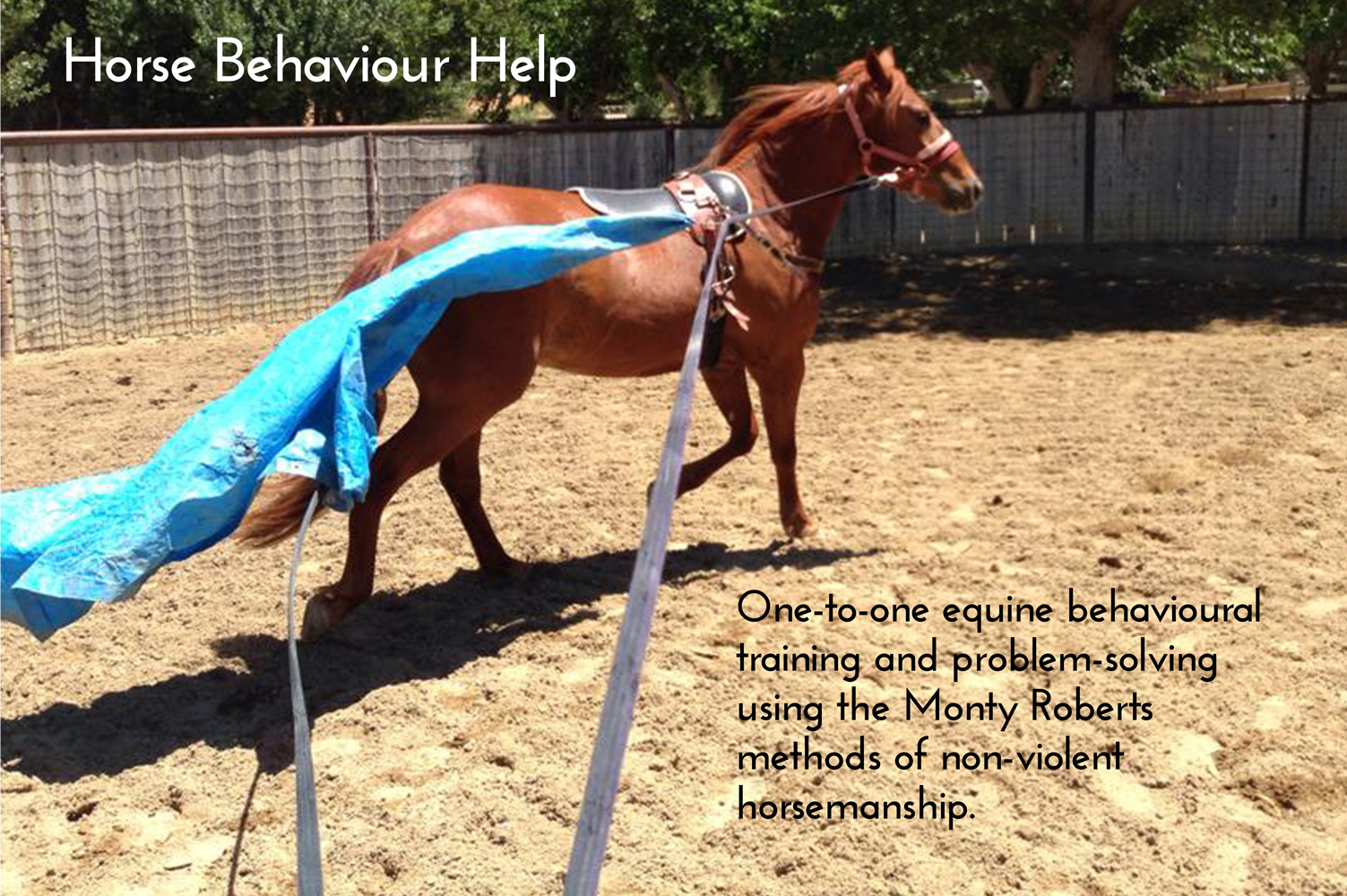 Horse Behaviour Help