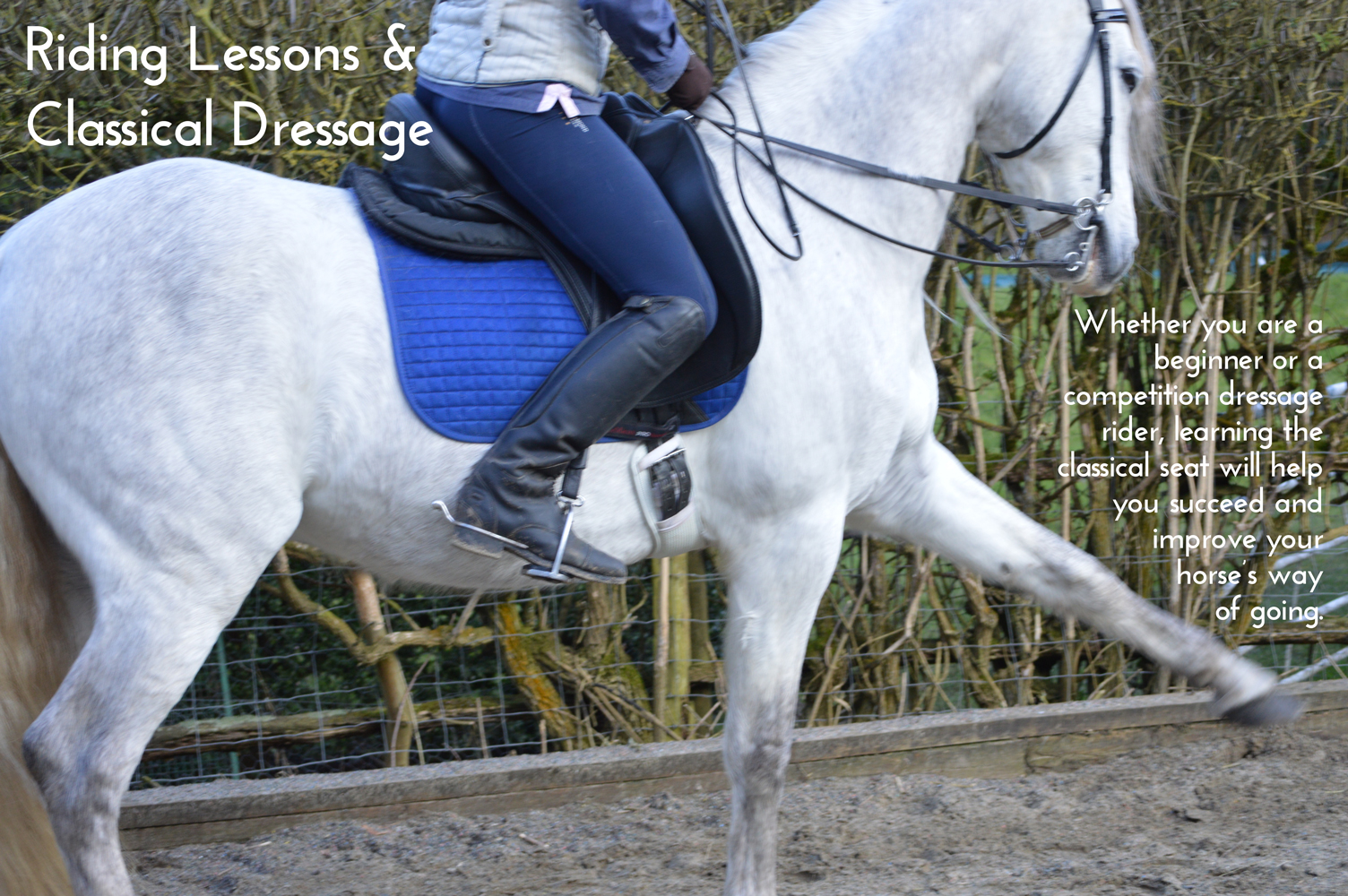 Riding Lessons & Classical Dressage